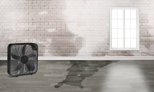 Best 24/7 water damage repair  in Woodburn, IN